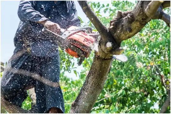 tree services Ponca City